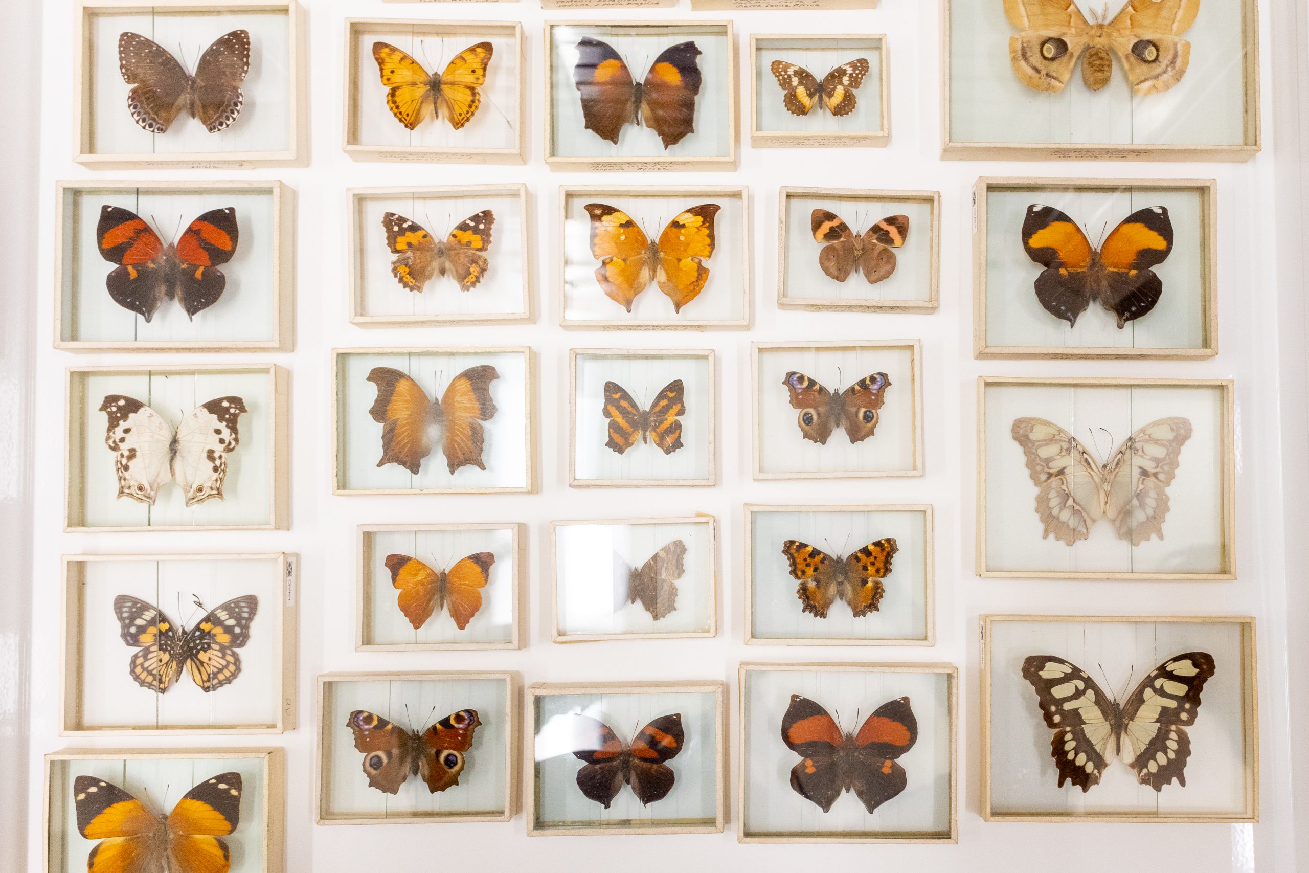 2025-10-22_BiodiversityCollectionsHalloween-11 Many individually mounted butterfly specimens of different colors, each in their own glass box.