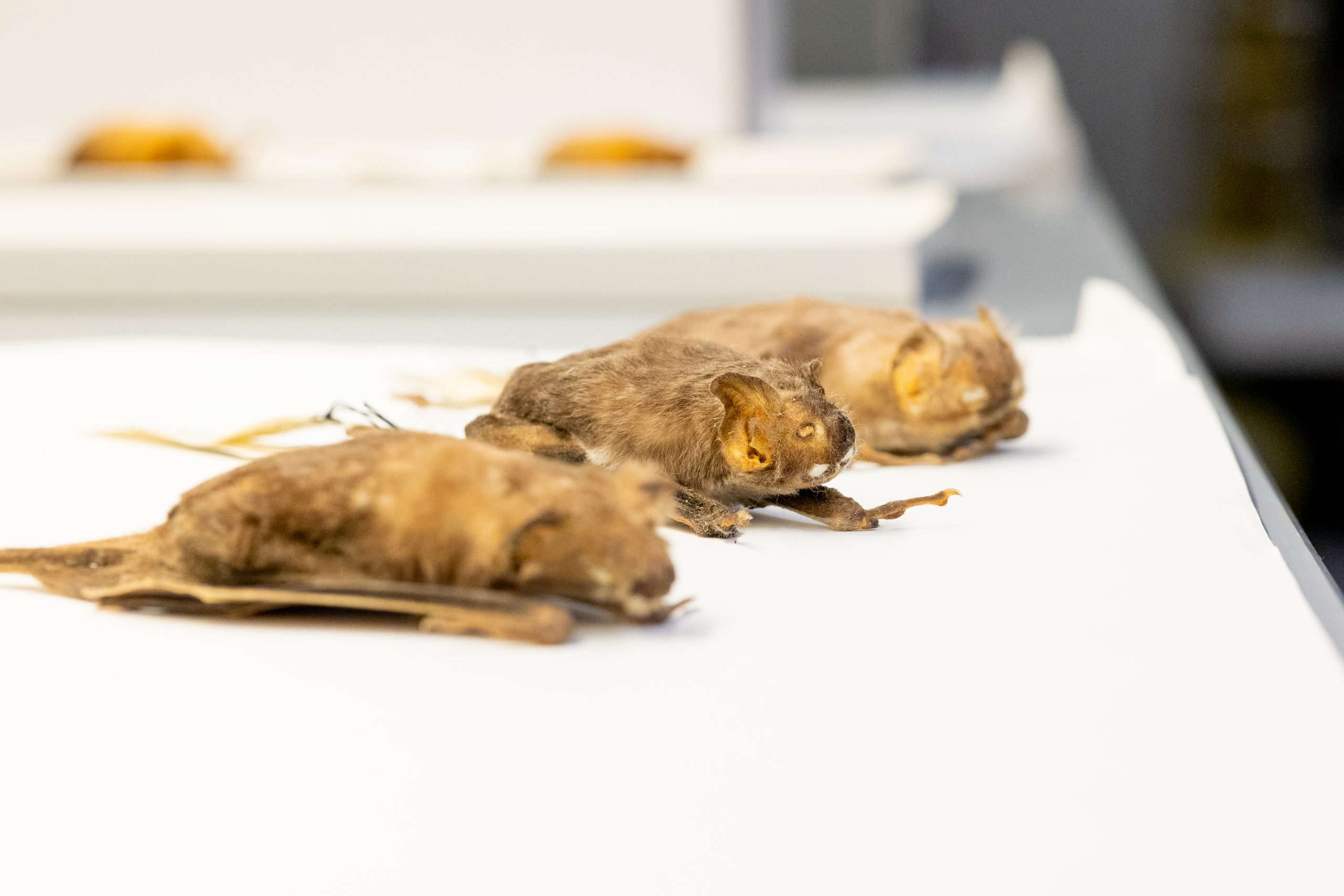 2025-10-22_BiodiversityCollectionsHalloween-15 Three small, brown, stuffed bats sitting on a white sheet of paper.