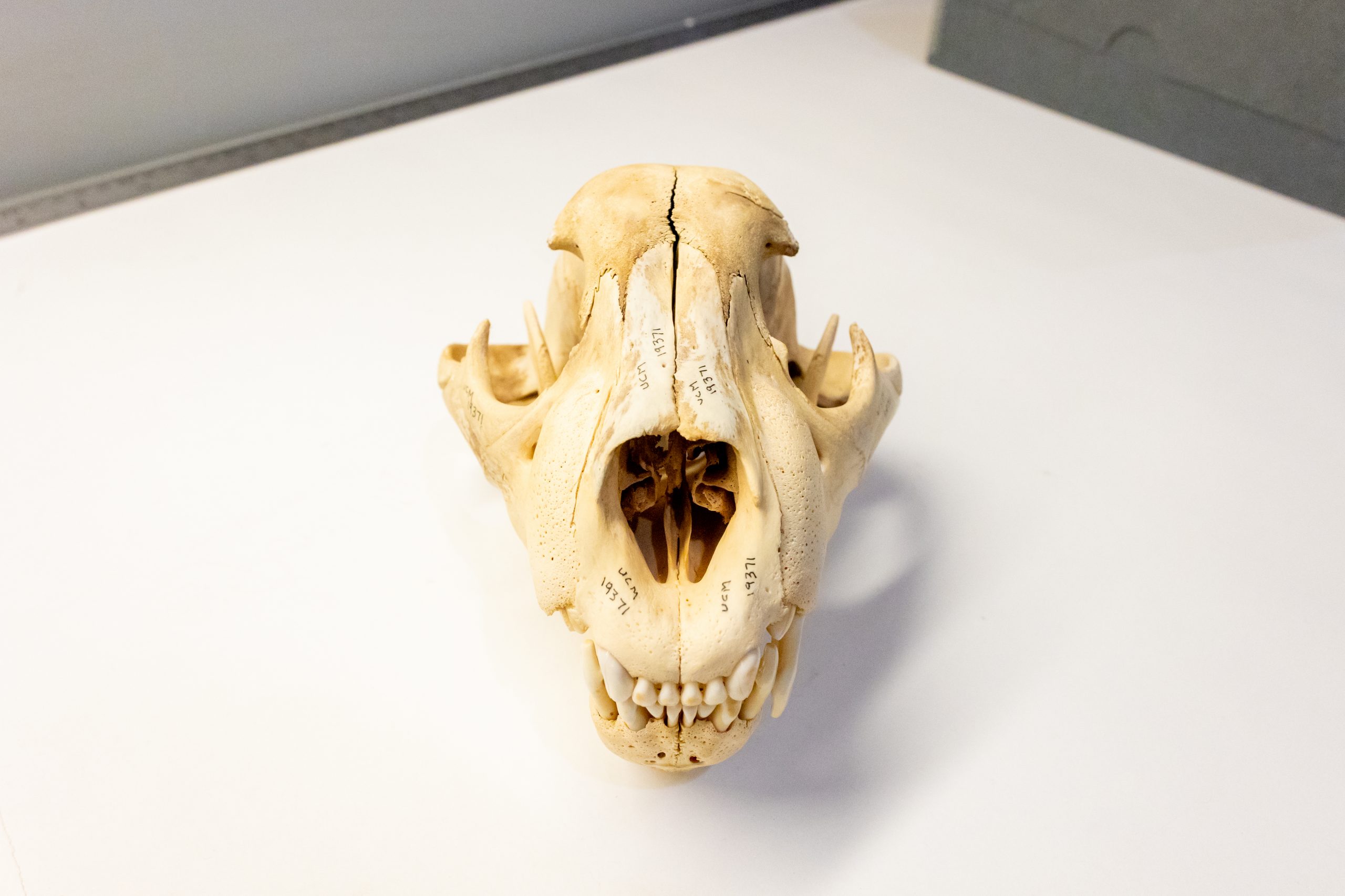 2025-10-22_BiodiversityCollectionsHalloween-19 A large jaguar skull sits on a white surface facing the camera