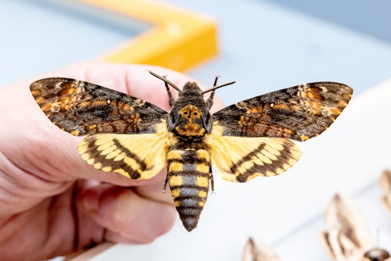 A hand holding A specimen of a Death's-head hawkmoth