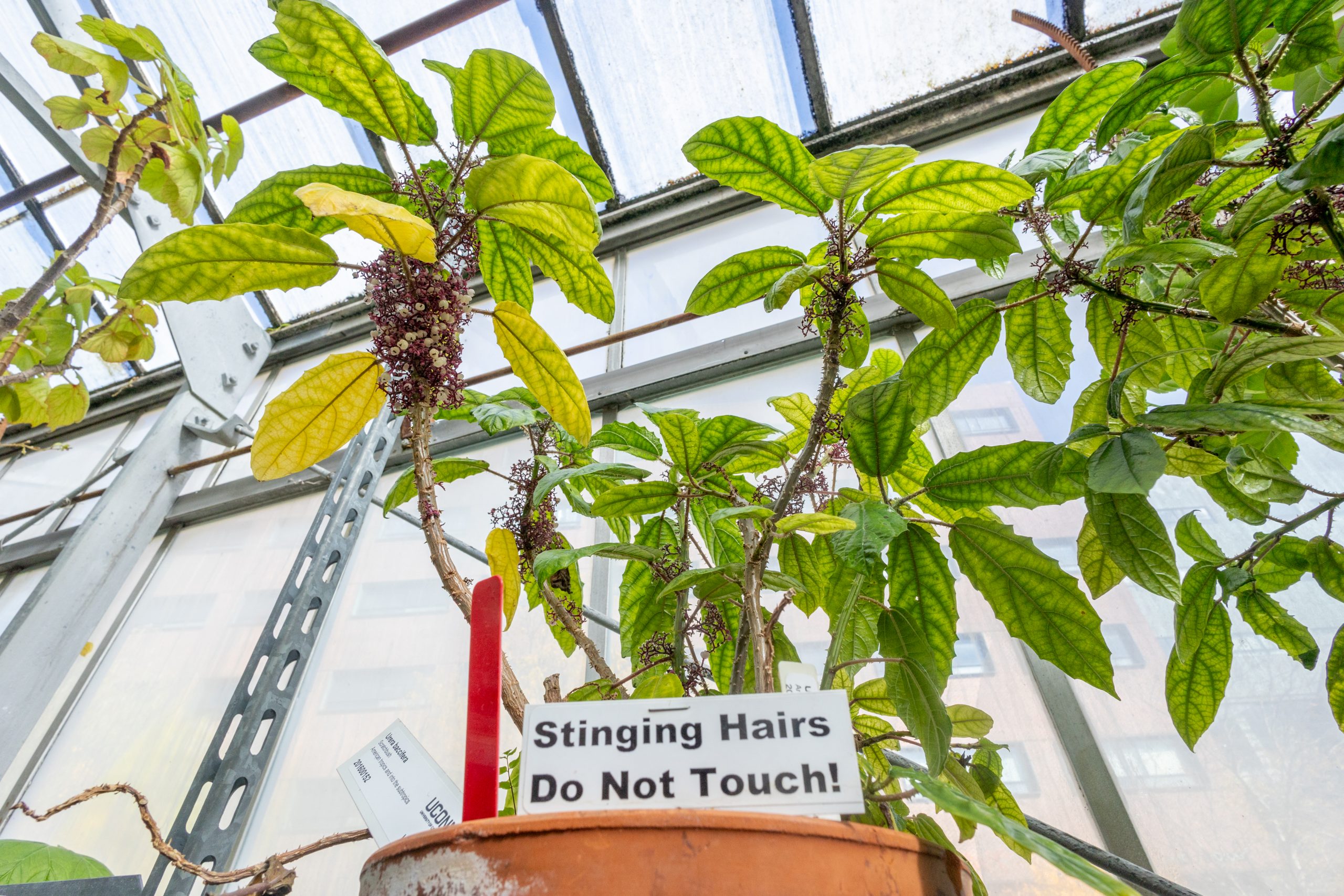 2025-10-22_BotanicalConservatoryHalloween-12 A plant in a pot with a sign warning people not to touch the plant.