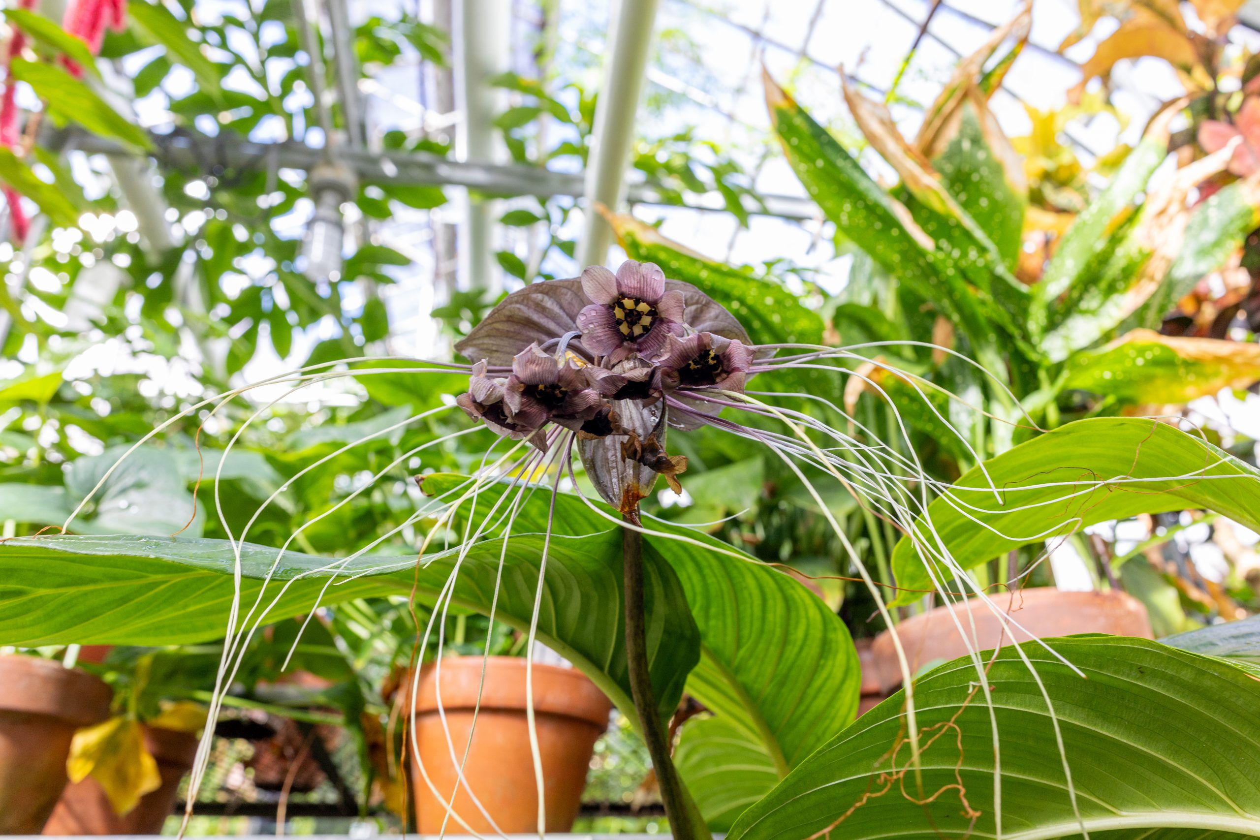 2025-10-22_BotanicalConservatoryHalloween-3 A dark purple flower with long tendrils extending from its petals sits on a bench next to other potted plants.