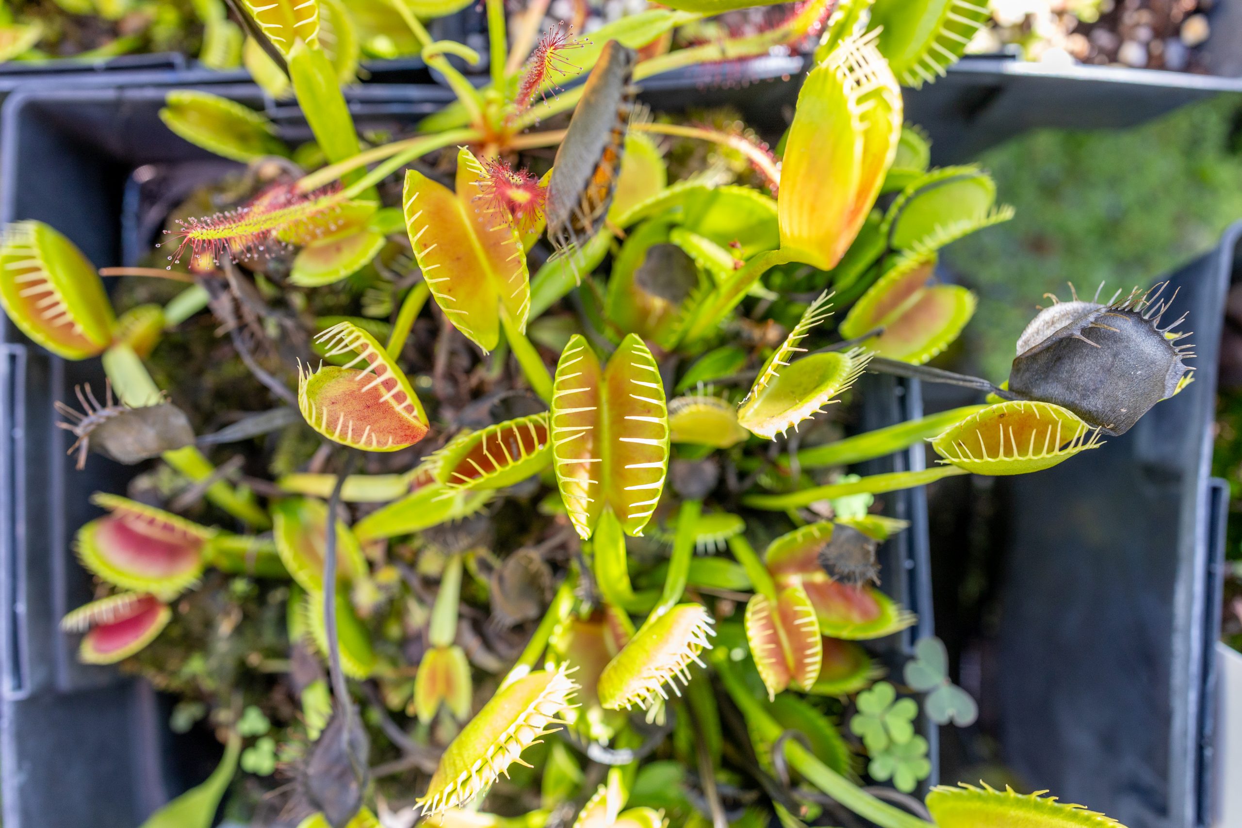 2025-10-22_BotanicalConservatoryHalloween-6 A view looking down at a pot of green and reddish venus flytraps.