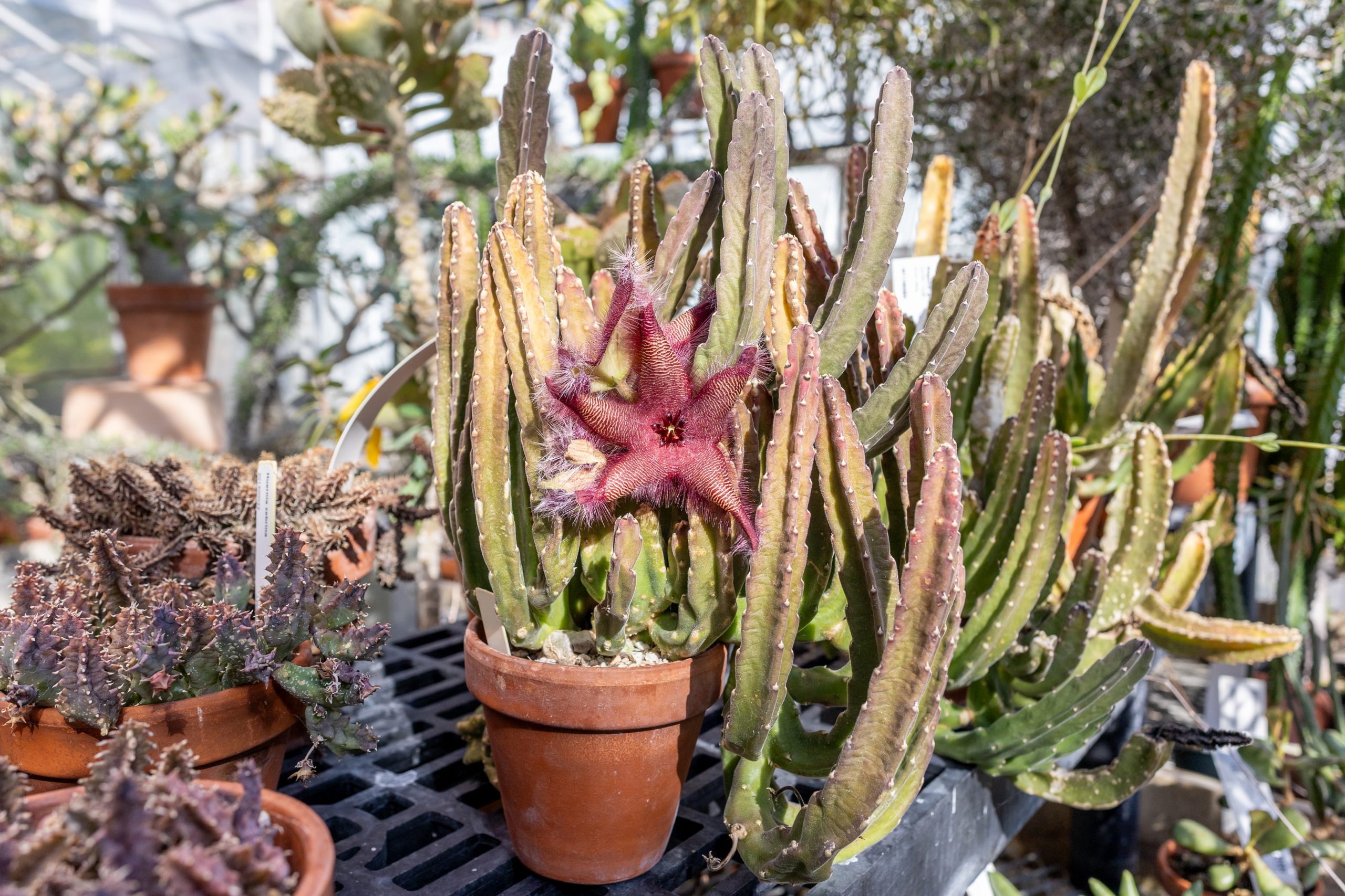 2025-10-22_BotanicalConservatoryHalloween-9 A dark red, star-shaped flower blooms from a potted cactus among other cacti placed on a bench.