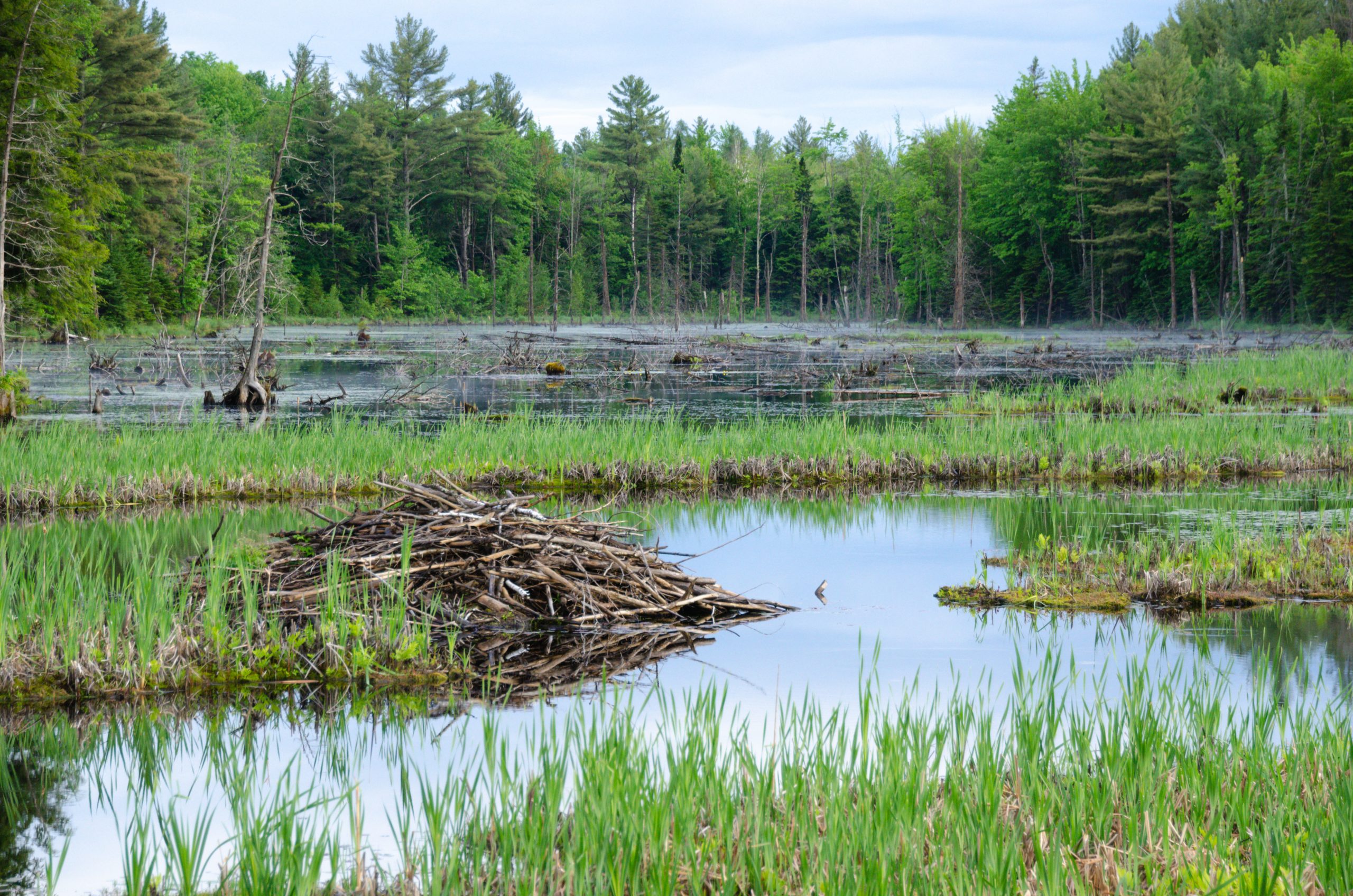 Beaver damns are reflected in the calm pond water