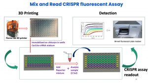 Graphics depicting CRISPR 96 well fluorescence test