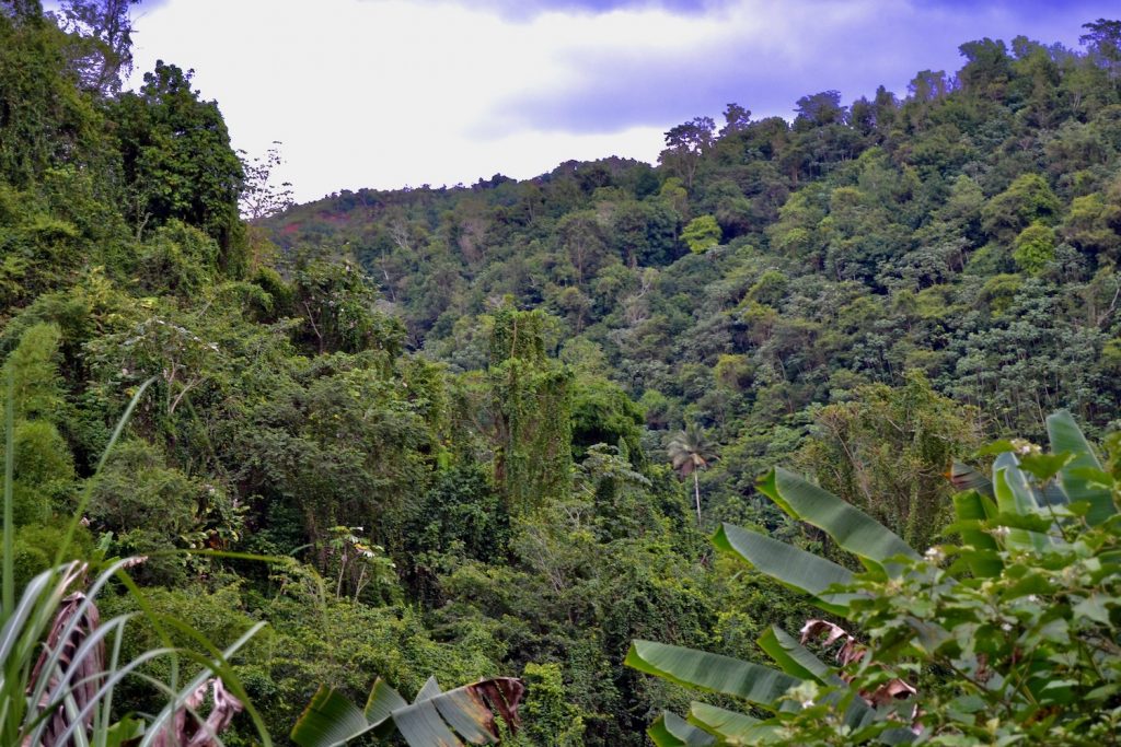 A lush tropical landscape with a variety of trees, shrubs, and different plants, many of them are invasive species.