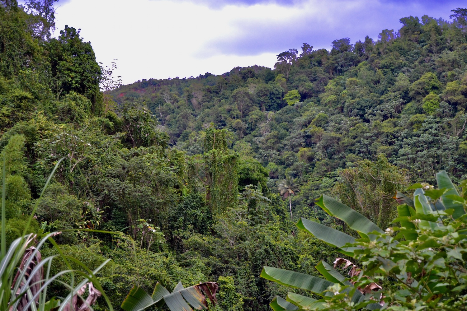 A lush tropical landscape with a variety of trees, shrubs, and different plants, many of them are invasive species.