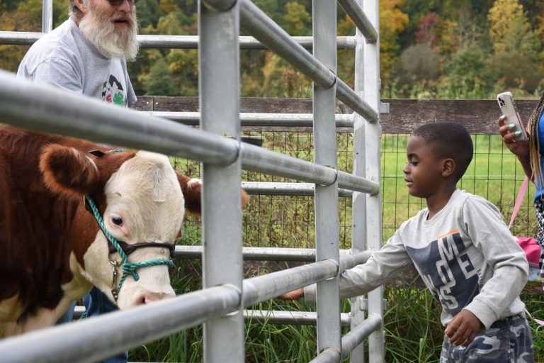 Small child with a cow at a farm
