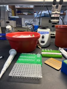 Emily's Lab Setup at UConn