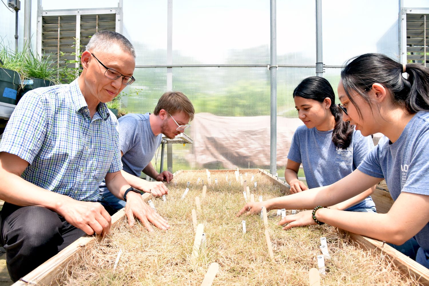 Scientists looking at dry turfgrass