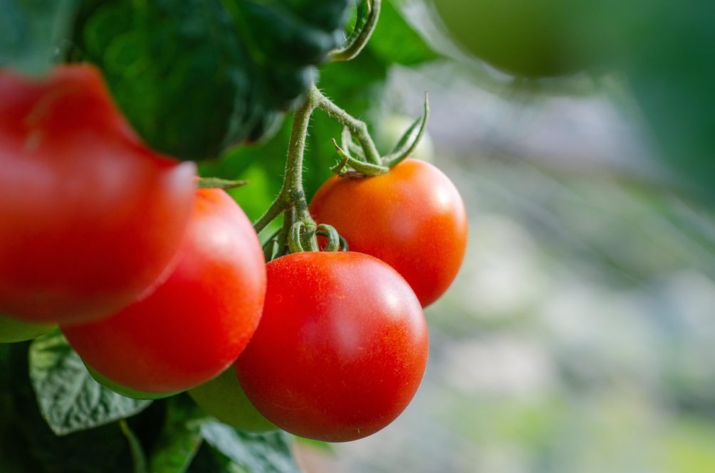 Four red tomatoes on the vine with leaves in the background