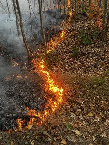 A wildfire burns on the ground during a controlled burn attempt