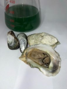 Raw oysters on a white tablecloth.