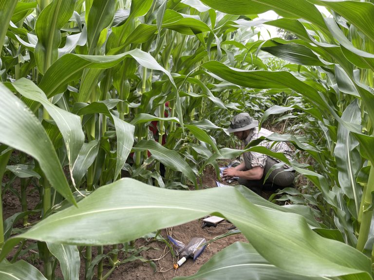 A student crouching down to collect a soil sample between rows of tall corn in a field.