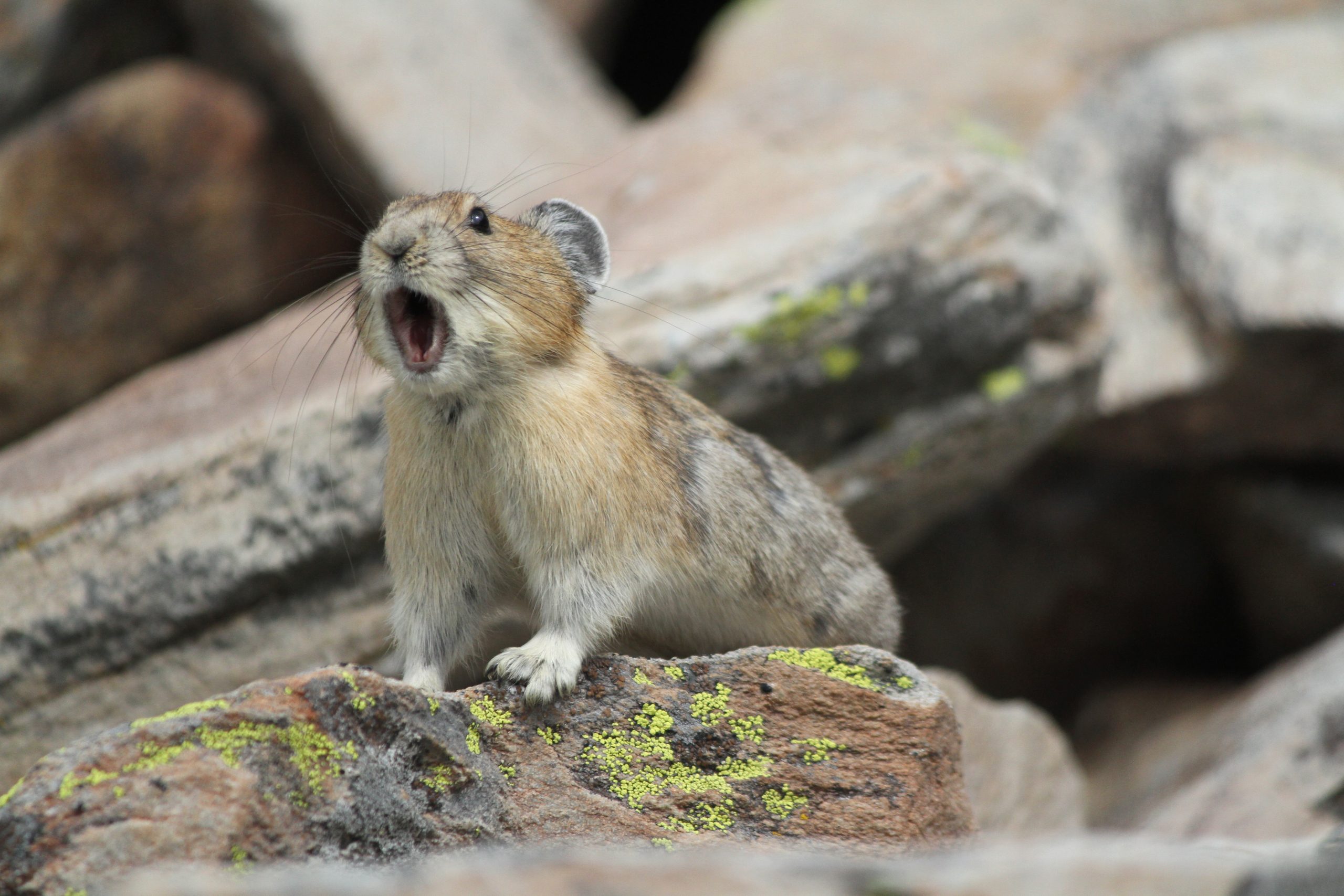 Pika vocalizing on a rocky ledge