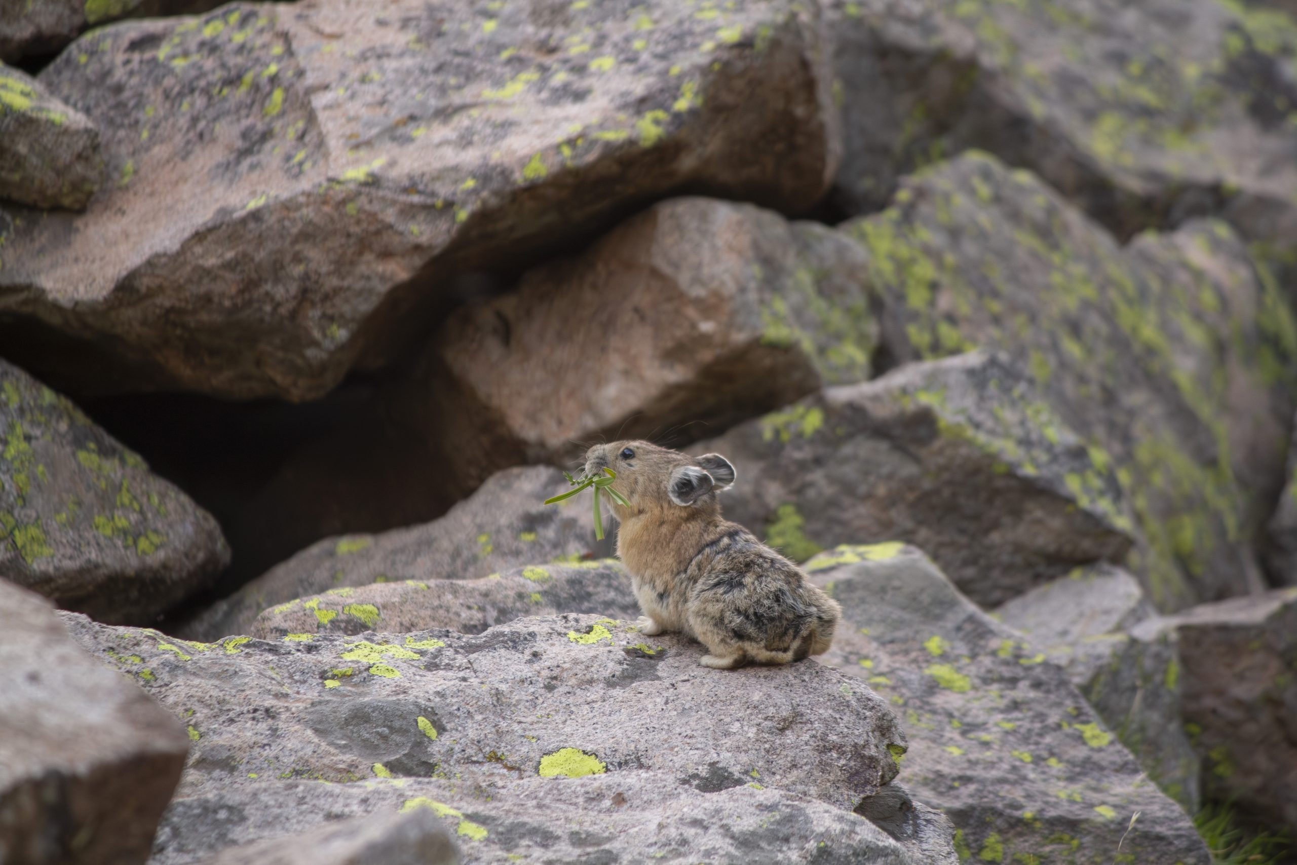 Pika carrying grass in its mouth on a rocky ledge