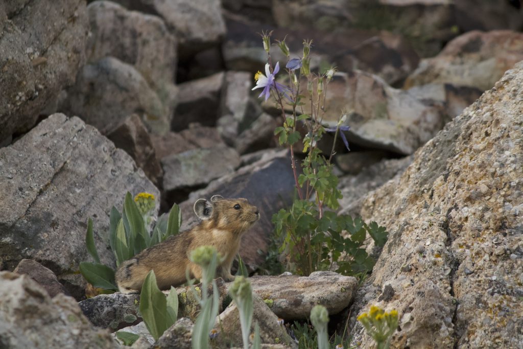 Pika standing on a rocky ledge next to flowers