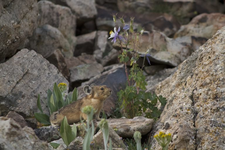 Pika standing on a rocky ledge next to flowers