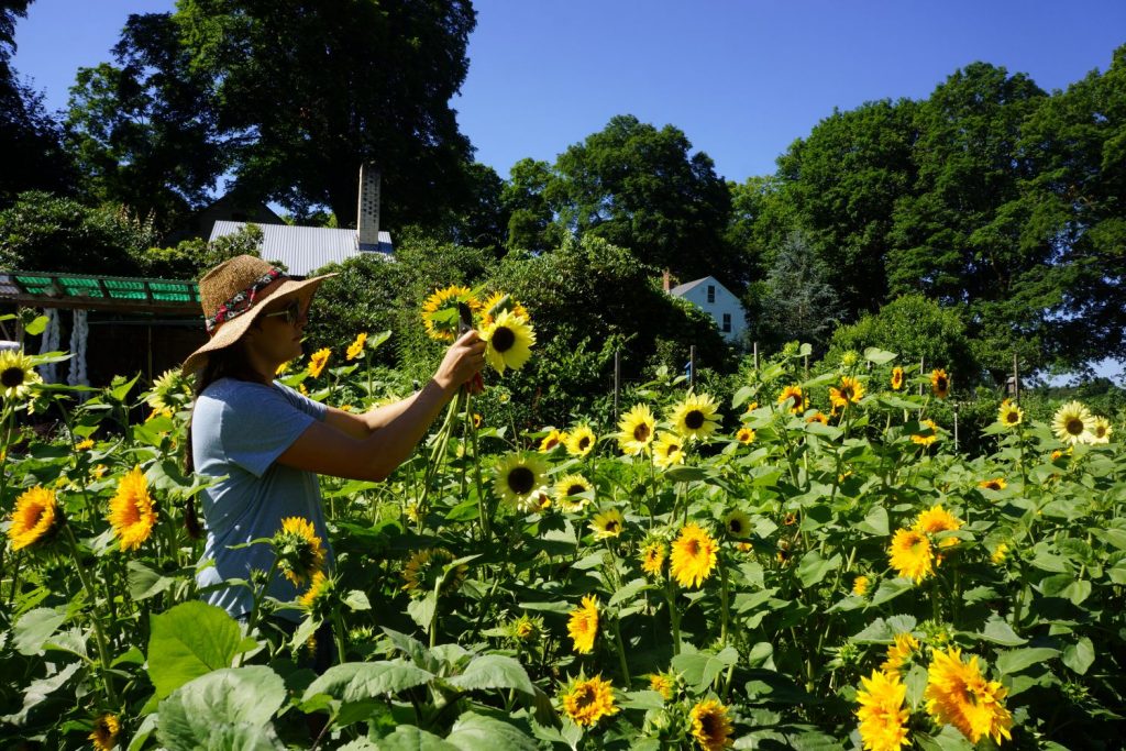 Woman farming sunflowers