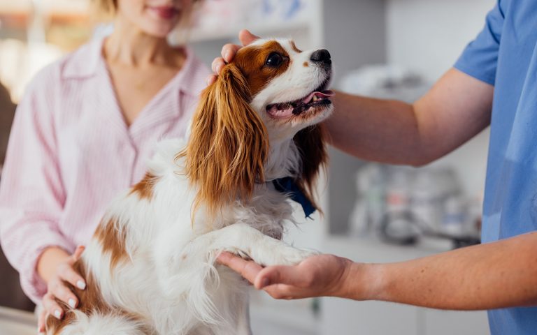 Cavalier King Charles Spaniel being examined by a veterinarian while owner watches closely in a clinic.