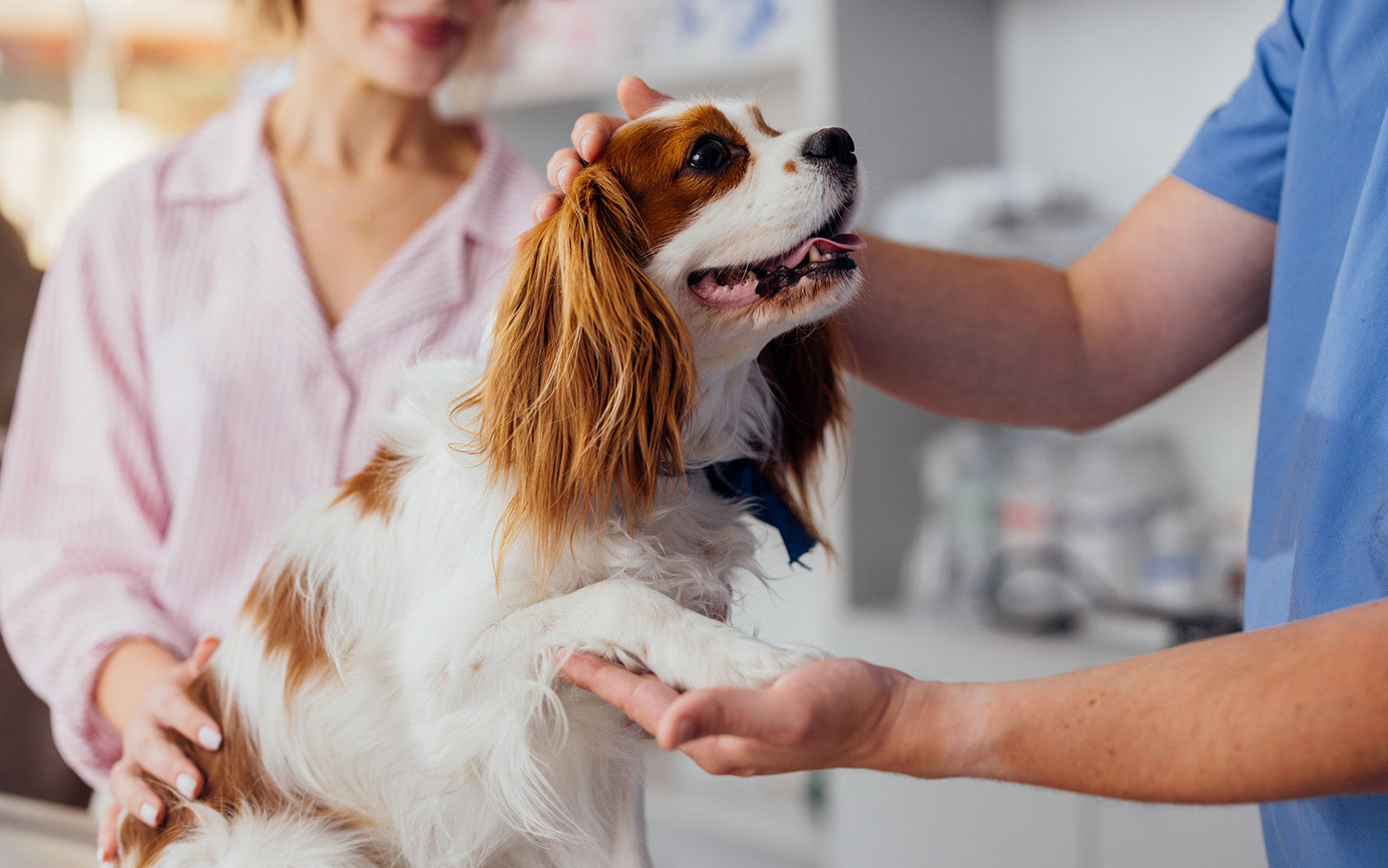 Cavalier King Charles Spaniel being examined by a veterinarian while owner watches closely in a clinic.