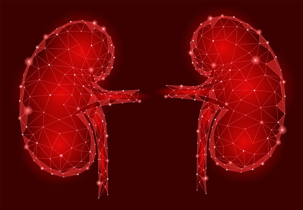 Geometric illustration of the human kidneys