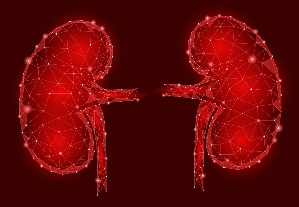 Geometric illustration of the human kidneys