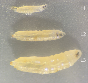 Three larva in different development stages with the smallest at the top and the largest at the bottom