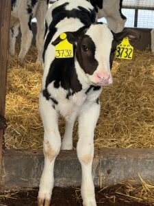 Close-up of a Holstein heifer calf. 