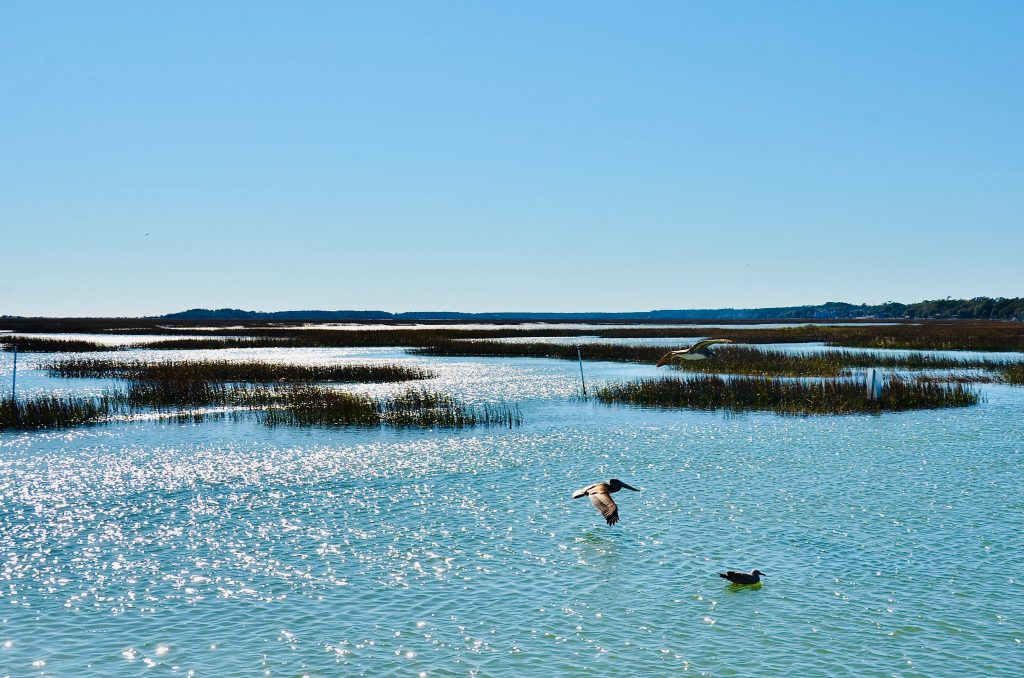 Scenic view of a salt marsh