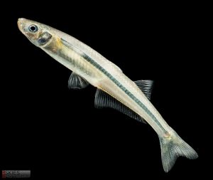 A close up photo of a fish with a black background