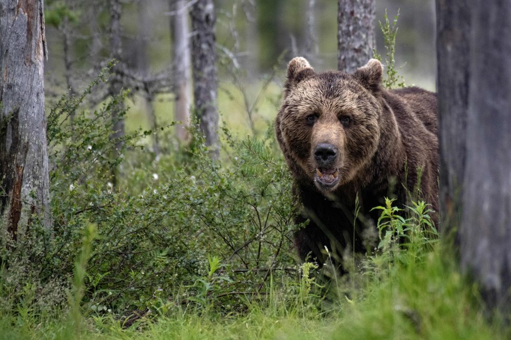 A brown bear forages for food in a forest.