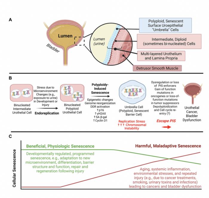 Polyploidy-induced senescence and its potential role in bladder dysfunction and carcinogenesis.