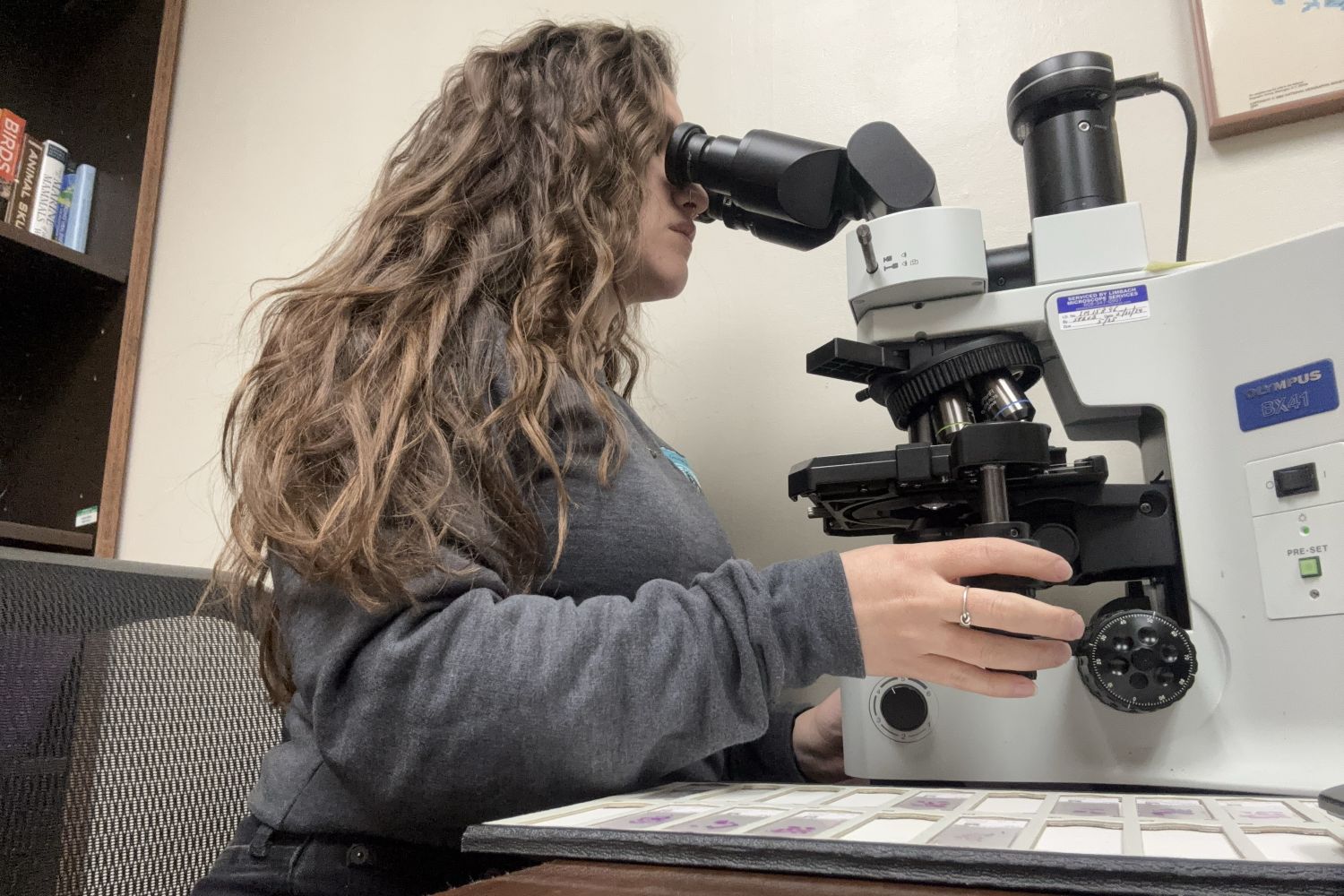 Natalie Tocco looking through a microscope