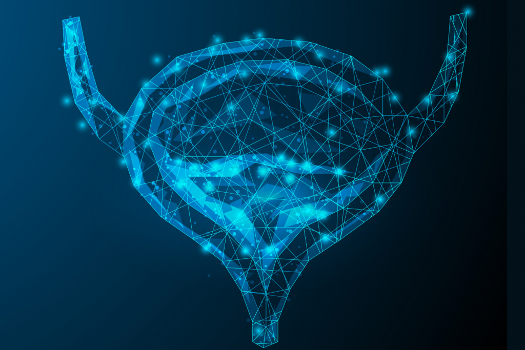 Human bladder anatomy shown by AdobeStock Image.