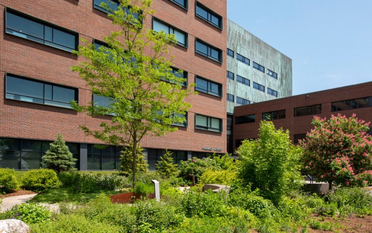 Medicinal garden outside the School of Pharmacy on May 21, 2024. (Sean Flynn/UConn Photo)