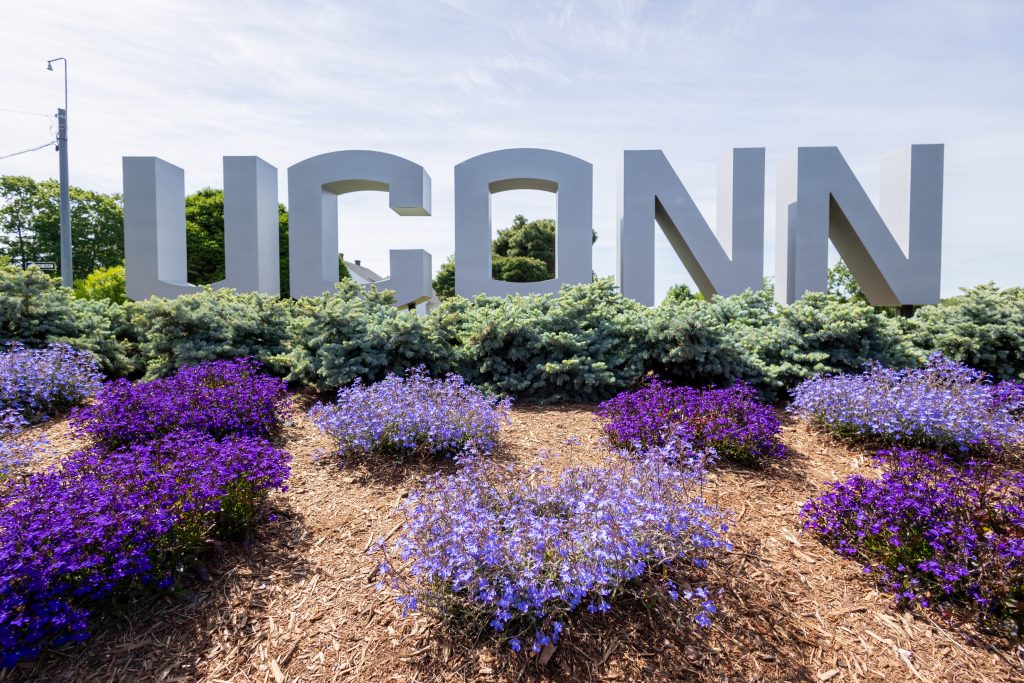 Blue and purple flowers sit in the flowerbed in front of the UConn gateway sign