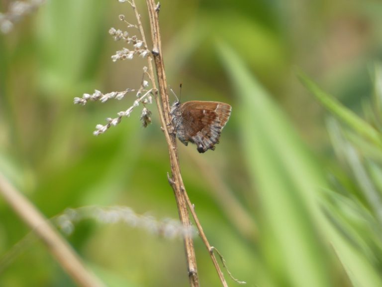 A close up photo of a butterfly on a stick