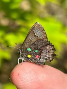 A small, fuzzy butterfly with four colorful dots perched on someone’s finger.
