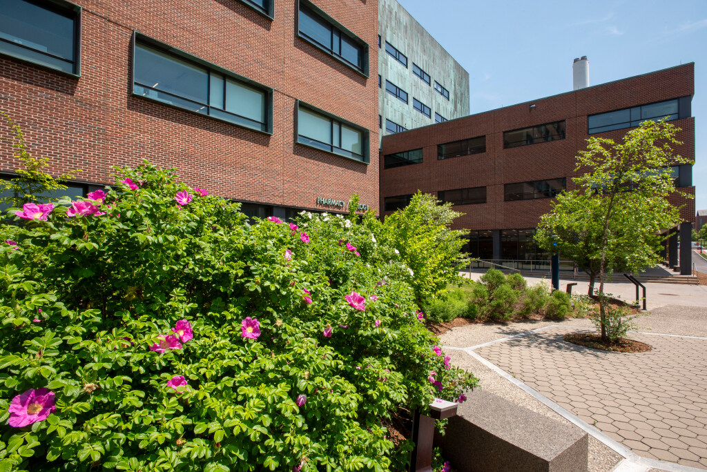 Medicinal garden outside the School of Pharmacy on May 21, 2024. (Sean Flynn/UConn Photo)