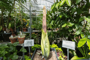 A Corpse Flower on display inside a conservatory