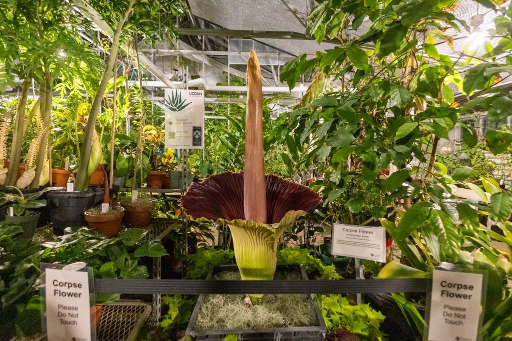 A flower in full bloom on display in a conservatory