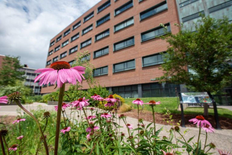 Medicinal Garden outside the School of Pharmacy on July 10, 2023. (Sean Flynn/UConn Photo)