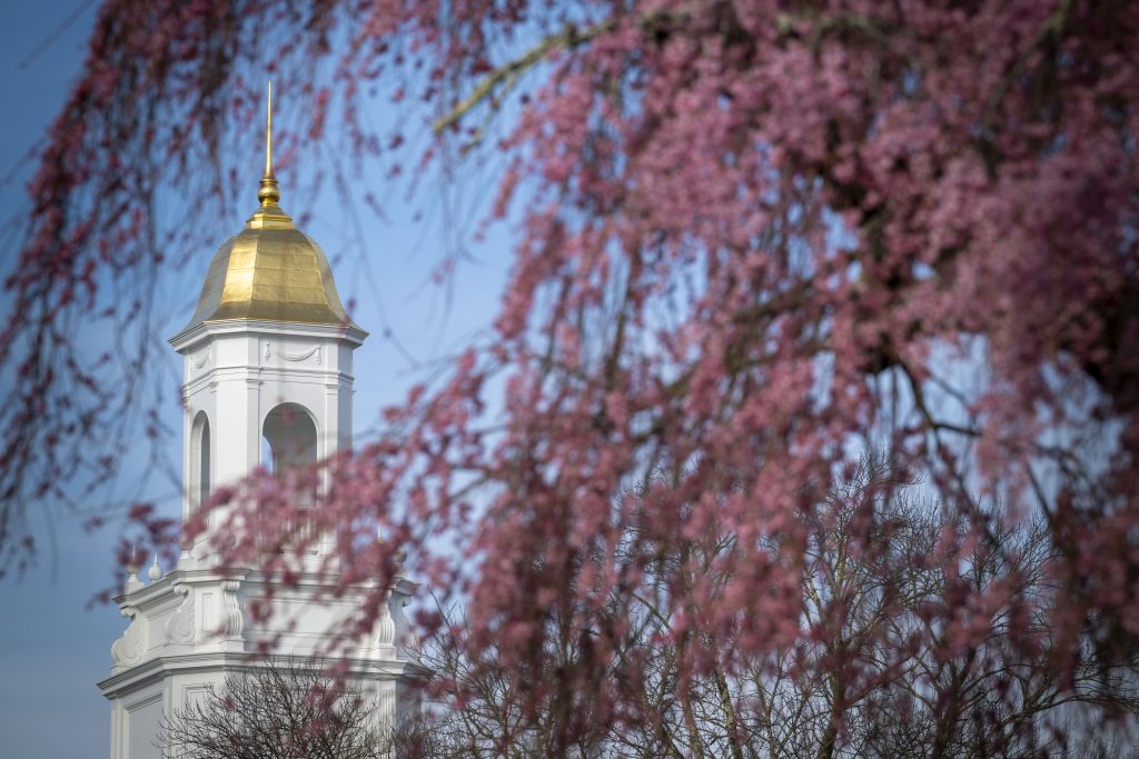 The golden cupola of Wilbur Cross framed by branches of a cherry tree.