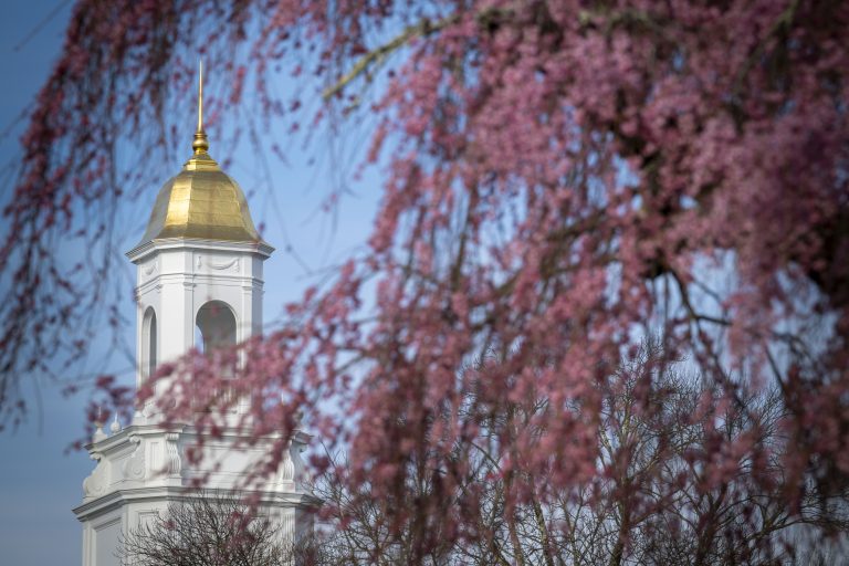 The golden cupola of Wilbur Cross framed by branches of a cherry tree.