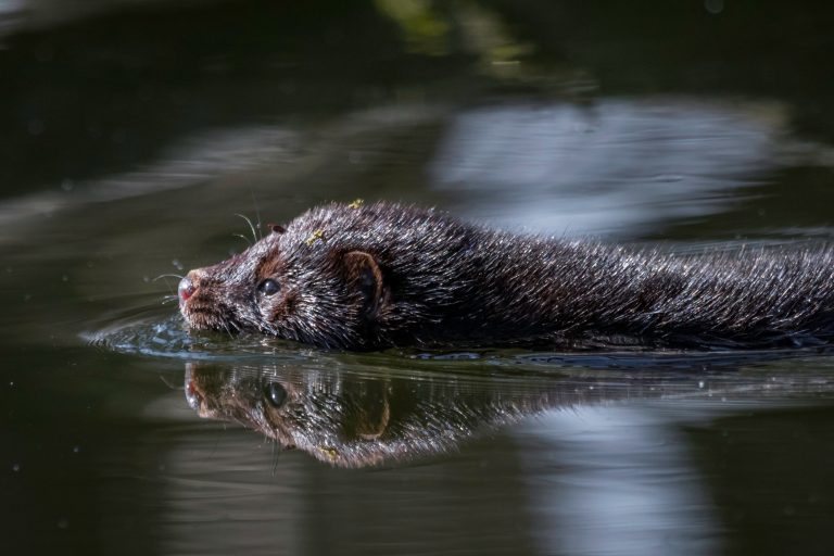 A mink swimming.