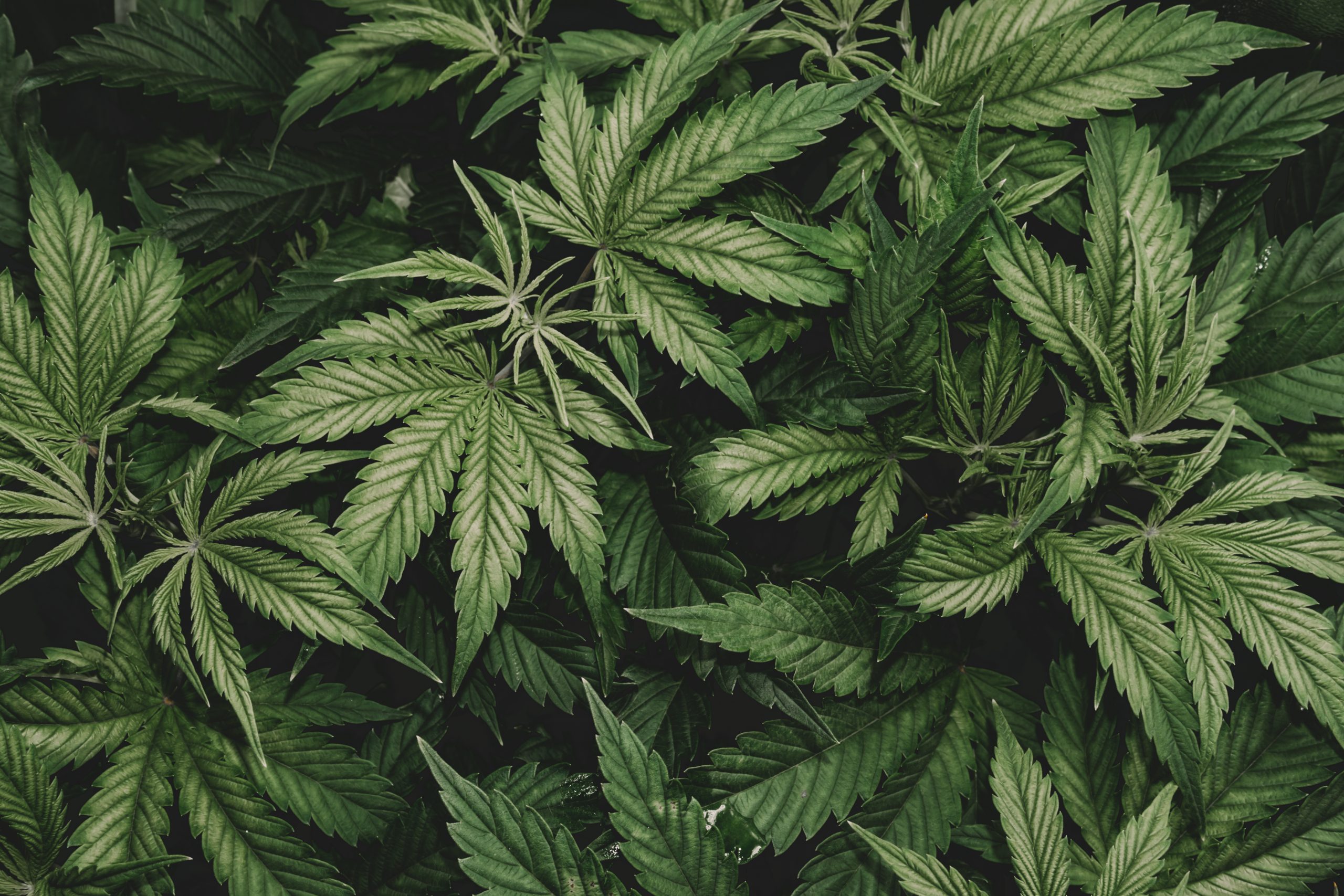 Hemp plants growing in the wild.