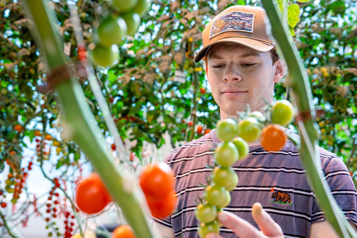 Male student stands among tomato plants