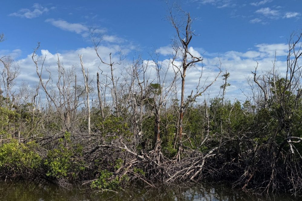 tidal wetlands
